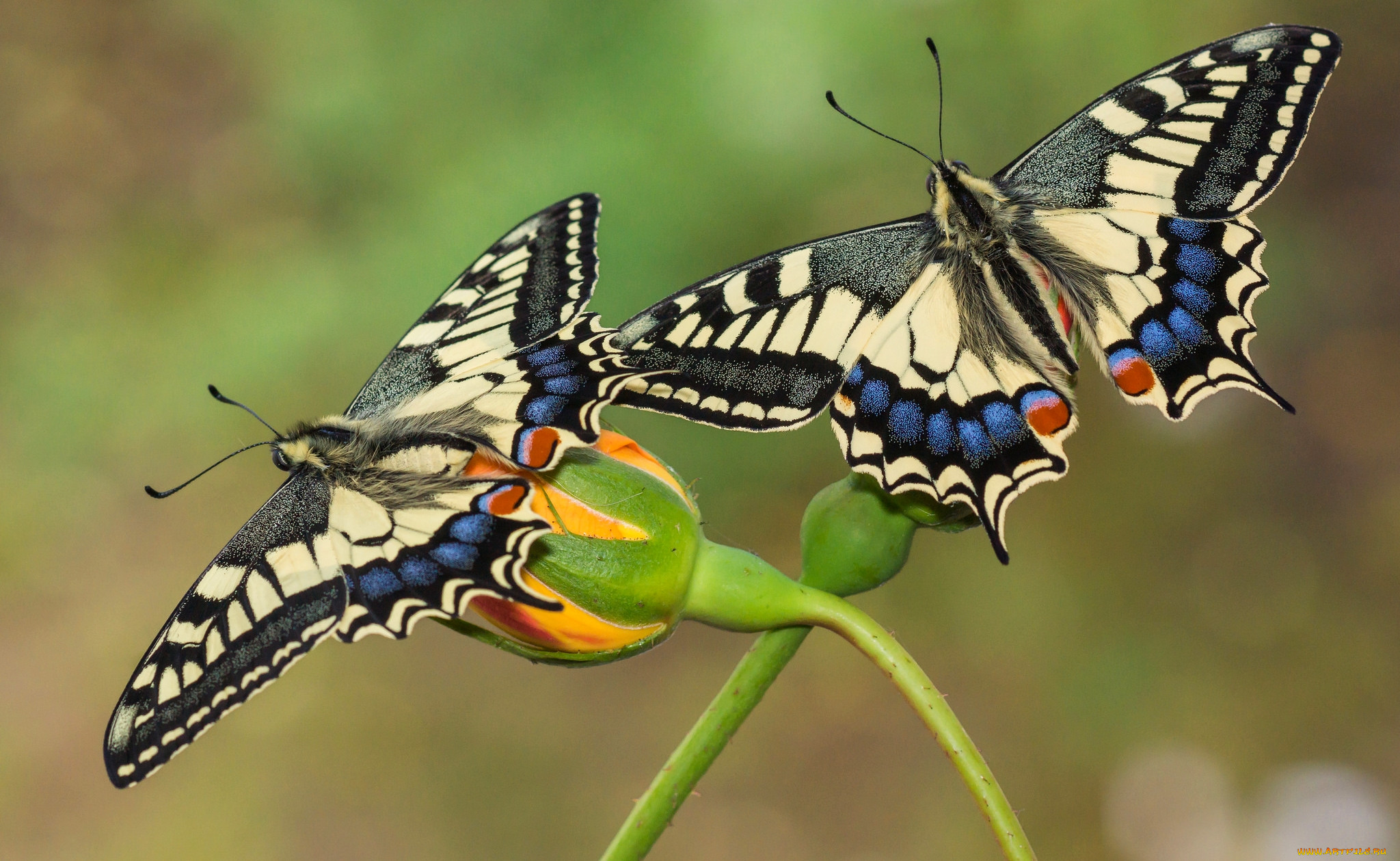 2 летающие бабочки. Махаон бабочка Махаон. Papilio Machaon. Тигровый Махаон бабочка. Бабочка Махаон Луговая.